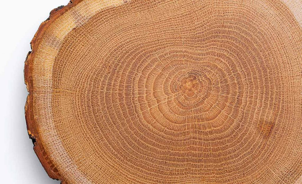 Tree Wood Rings showing the Sapwood, Live wood